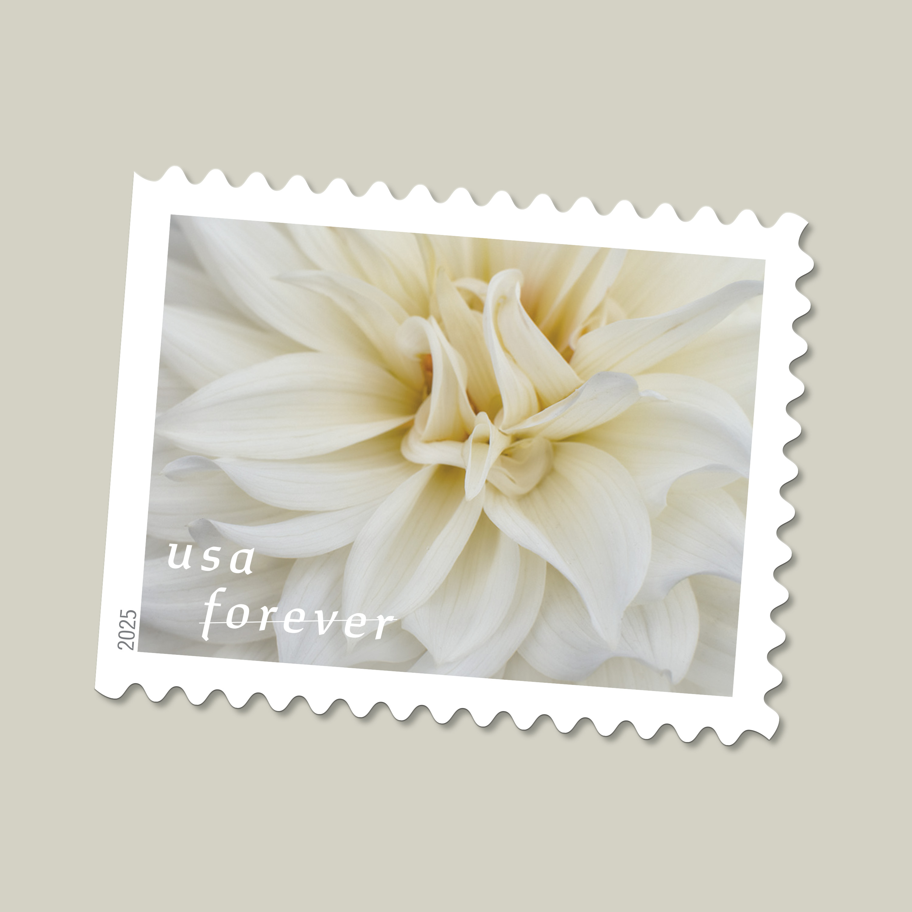 2025 Forever Stamps Dahlias Stamps
